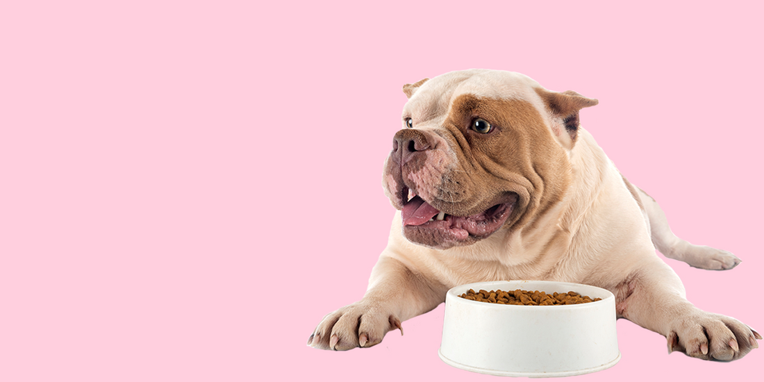 Mastering Pet Care Skills with Care