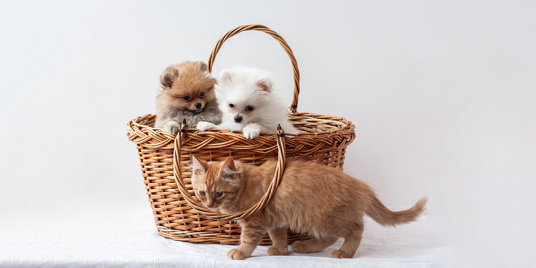 Tips and Tricks for Pet Care