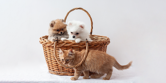 Tips and Tricks for Pet Care