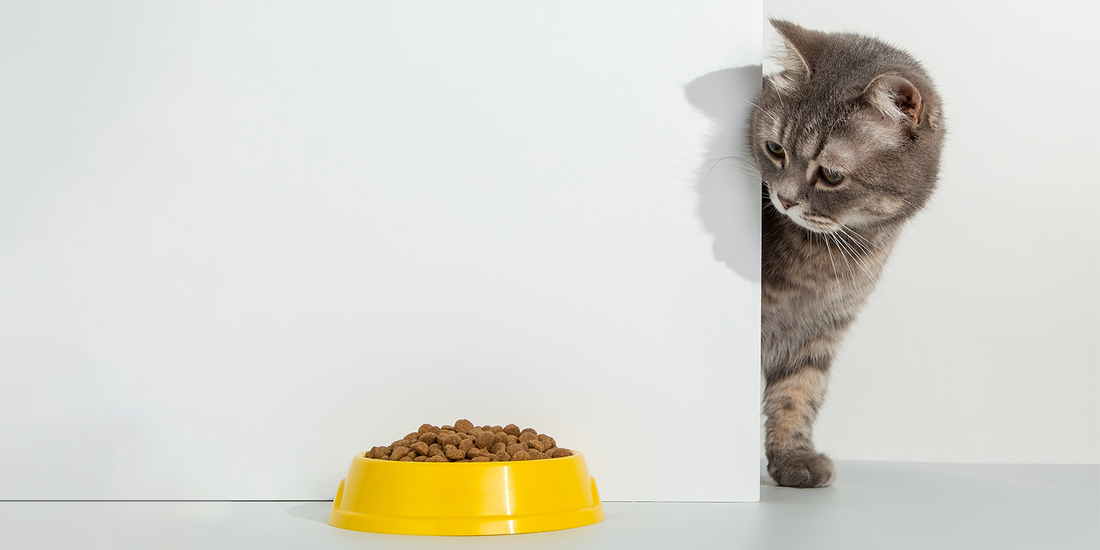 A Holistic Approach to Pet Health and Care