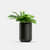 Black Outdoor  Plants tob